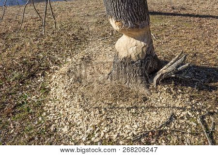 Ring Of Wood Chips Around A Tree With Severe Damage From Beavers, Horizontal Aspect