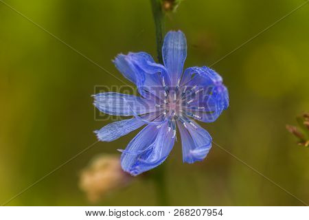Common Chicory, Blue Daisy, Blue Dandelion, Blue Jellyfish, Blue Weed, Bunk, Coffeeweed, Cornflower,