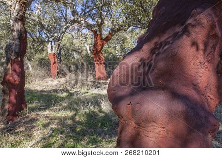 Corn Oaks Naked Trunks After Cork Harvest Or Saca. Cork Can Be Separated From The Tree Without Causi