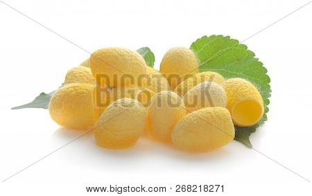 Yellow Thai Silkworm Cocoons Pile Isolated On White Background.