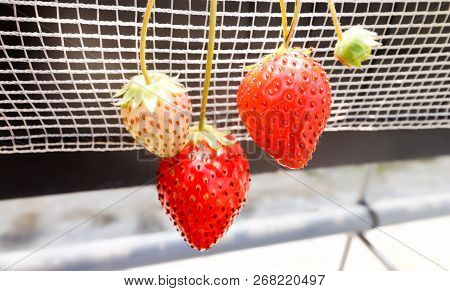 Three Of Big Red Strawberry In Strawberry Farm ,chiba, Japan