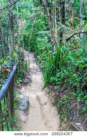Jungle Trail Near Trindade Village Near Paraty, Rio De Janeiro State, Brazil.