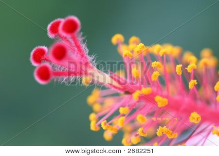 Hibiscus Flower Macro