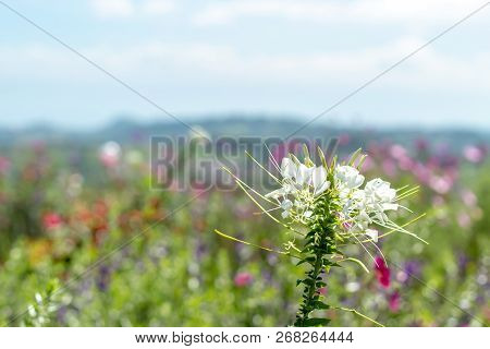 The Beauty Of Tarenaya Hassleriana Flower On Top Of The Mountain.