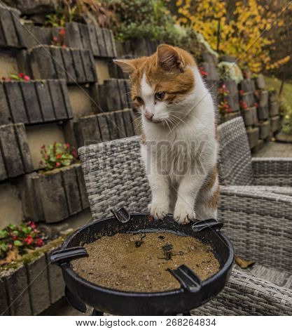 Red Cat In Garden In Autumn Morning