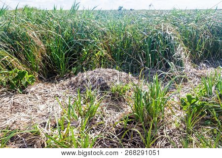 Nests Of Capybaras Hydrochoerus Hydrochaeris In Esteros Del Ibera, Argentina