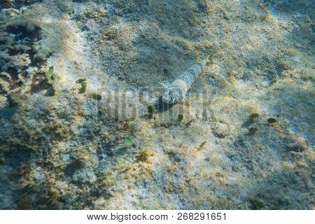 Nes Longus On The Bottom Of A Reef
