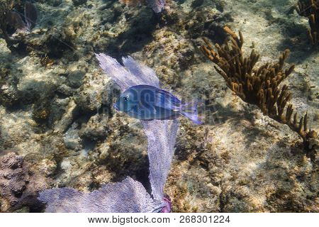 Acanthurus Coeruleus In Atlantic Shallow Coral Reef