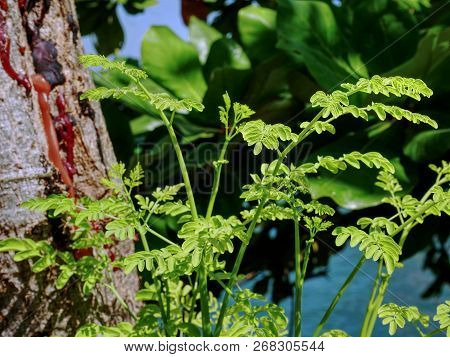 Close-up Fresh Young Green Plant On Blurred Brown Tree Trunk With Turpentine