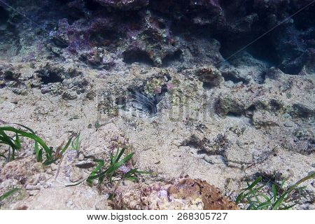Diadema Antillarum Hidding In A Coral Crevace