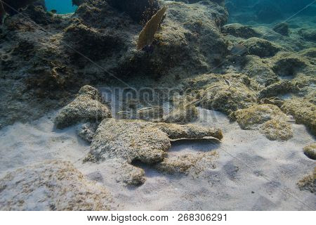 Small School Of Juvenile Halichoeres Bivittatus In Ocean