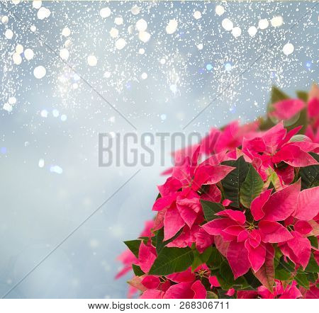 Pink Poinsettia Flower Or Christmas Star On Bluebokeh Background