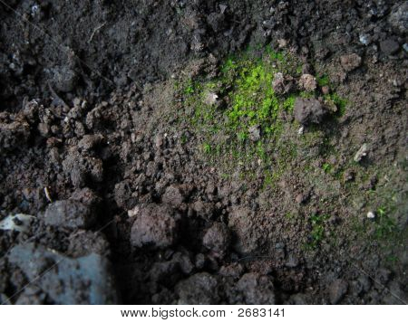 Bryophytes ve toprak