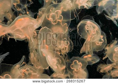 Amazing Beautiful Marine Life Background Of Many Common Moon Jellyfishes Swimming In The Dark Ocean
