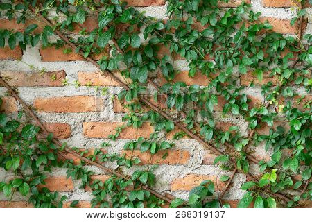 The Wall Is Made Of Brick And Then Painted In White. There Are Creepers On The Left Wall. This Wall