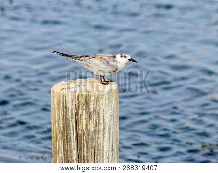 Dunlin Sitting And Looking For Prey On A Tree Stump Sticking Out Of The Water In The Hula Lake Natur
