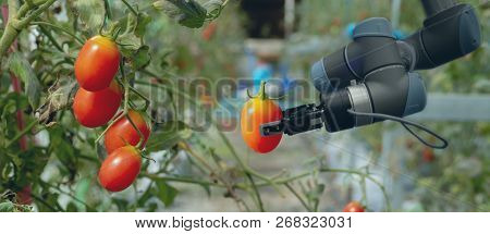 Smart Robotic In Agriculture Futuristic Concept, Robot Farmers (automation) Must Be Programmed To Wo