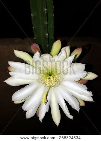 Blooming Thornless Cereus Cactus With Opened White Flower Ready For Pollination Night, Phoenix, Ariz