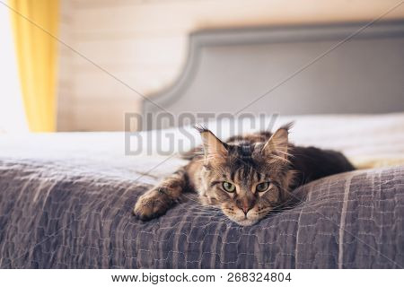 Brown Classic Maine Coon Cat Lying On The Sofa, Toned