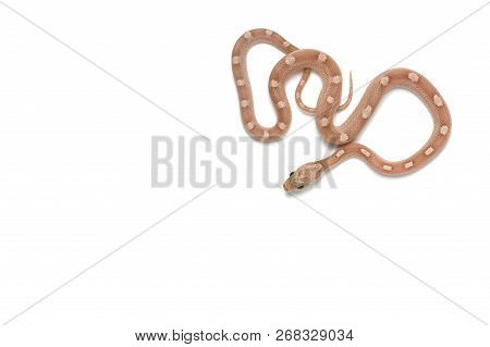 Maro Corn Snake Isolated On White Background