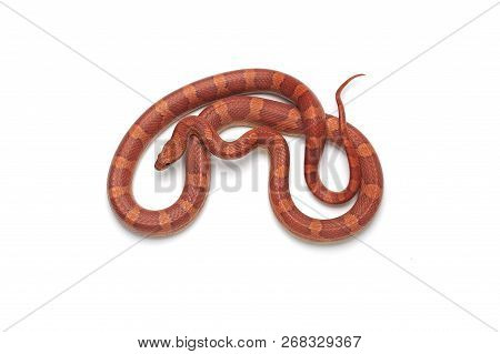 Maro Corn Snake Isolated On White Background