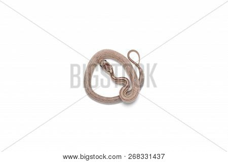 Maro Corn Snake Isolated On White Background