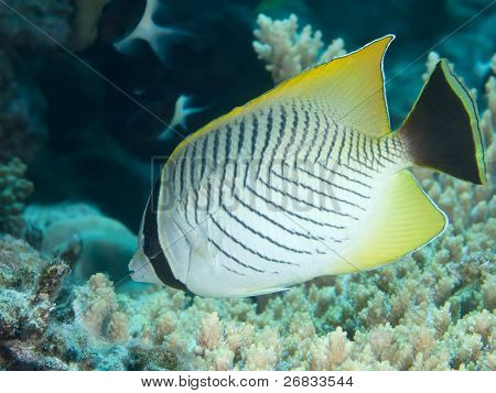 Ref fish Chevron butterflyfish