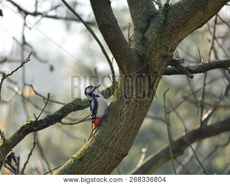Great Spotted Woodpecker (dendrocopos Major) Somwhere In Poland.