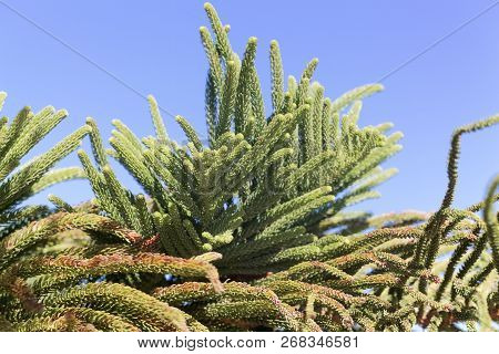 Foliage Of A Norfolk Pine