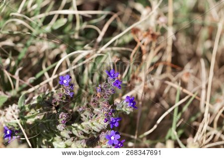 Flowers Of The Bugloss Anchusa Affinis