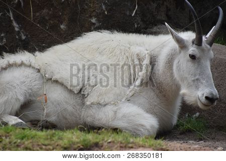 A White Mountain Goat In A Zoo
