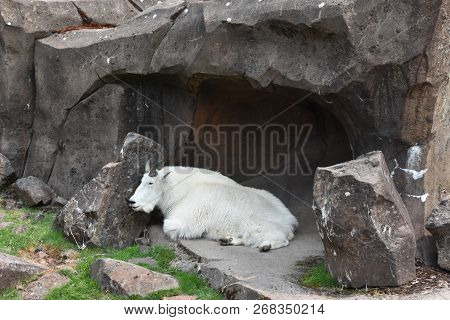 A White Mountain Goat In A Zoo