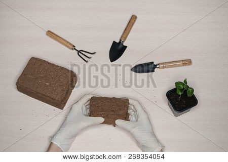 Coconut Substrate For Soil. Pressed Coconut Substrate Briquette.