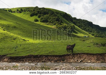 A Pair Of Horses Grazing On Green Pastures In A Mountain Valley Of A Mountain Gorge On Hills Of Mead