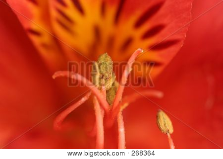 Lily rouge