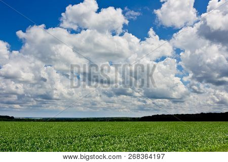 Green Corn Fied And Cloudy Sky. Dark Green Forest On Background