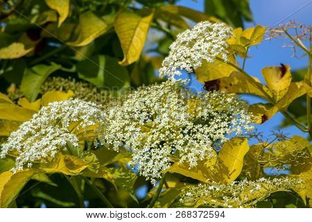 Flowering Shrub. Shrub With White Flowers And Yellow Leaves. White Flowering Bush On Green Field. Cl