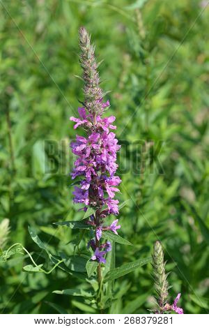 Purple Lythrum Flower - Latin Name - Lythrum Salicaria
