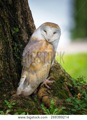 Barn Owl In Castello Di Vezio, Varenna, Italy