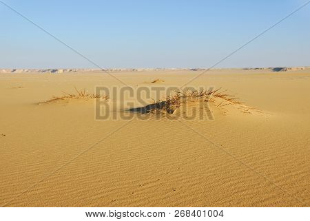 Sahara Desert Beautiful Landscape Nearby Dakhla Oasis In Egypt At Morning Light. Africa