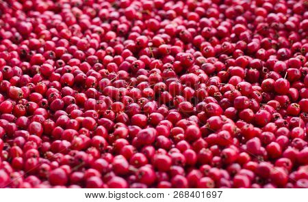 Picked A Lot Of Red Ripe Berries Of A Hawthorn