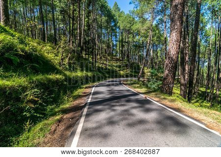 Empty Road In Pines Tree Forest In Himalayas - Sankri Range, Uttrakhand, India