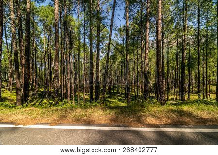 Empty Road In Pines Tree Forest In Himalayas - Sankri Range, Uttrakhand, India
