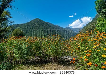 Flower In Himalayas - Scenery In Sankri Range, Uttrakhand, India