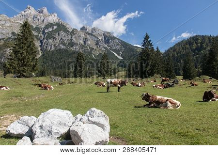 Beautiful Mountain Landscape With Lake Next To Werfenweng In The Salzburger Land, Cows In Front