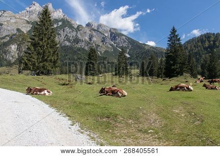 Beautiful Mountain Landscape With Lake Next To Werfenweng In The Salzburger Land, Cows In Front