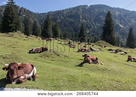 Beautiful Mountain Landscape With Lake Next To Werfenweng In The Salzburger Land, Cows In Front