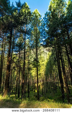 Pines Tree Forest In Himalayas, Sankri Range, India