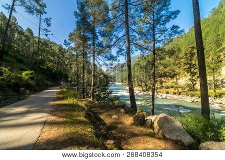 Empty Road In Pines Tree Forest In Himalayas - Sankri Range, Uttrakhand, India
