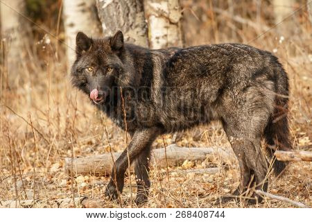 Big Black Wolf Looking For Food, Canada